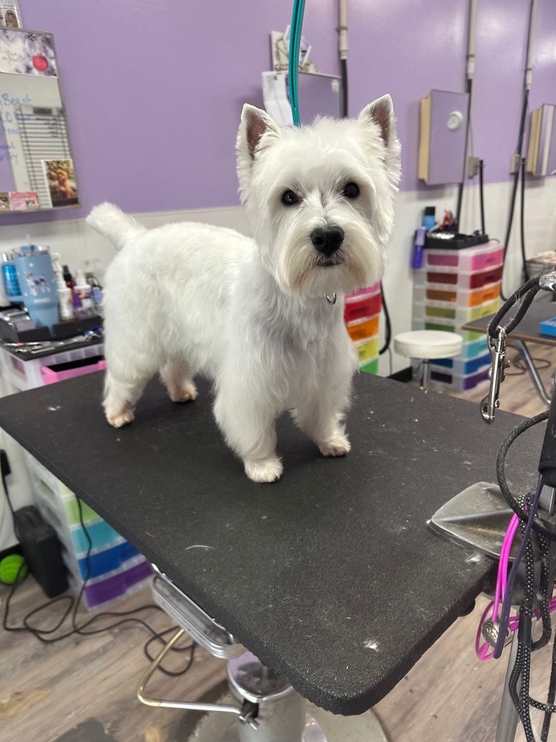 White terrier standing on a grooming table in a salon with purple walls.