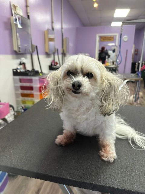 Small white dog with curly fur sitting on a grooming table in a purple pet salon