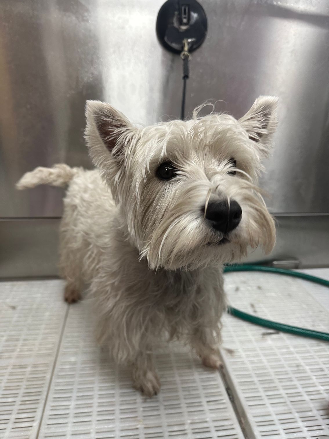 Small white terrier standing in a grooming tub, looking alert with wet fur