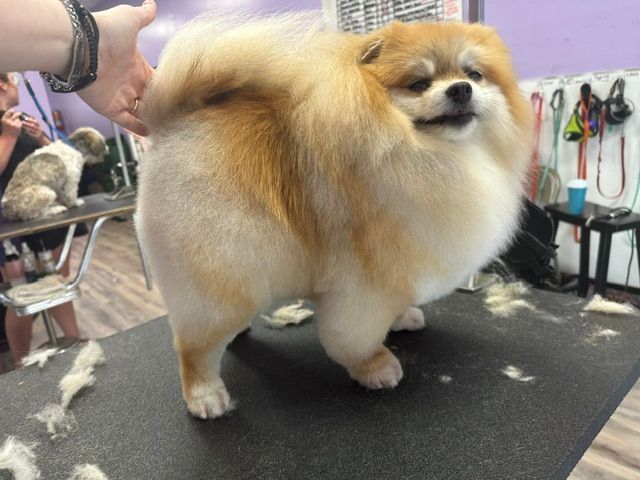 Fluffy tan and white dog standing on a grooming table, being held by a hand