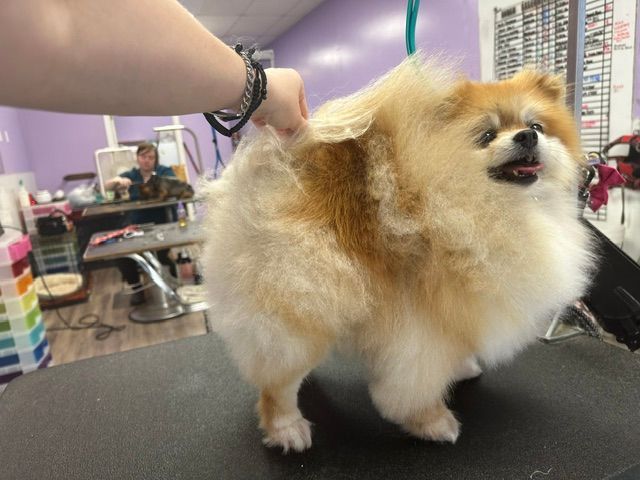 Fluffy Pomeranian on grooming table, being brushed by a hand in a pet salon