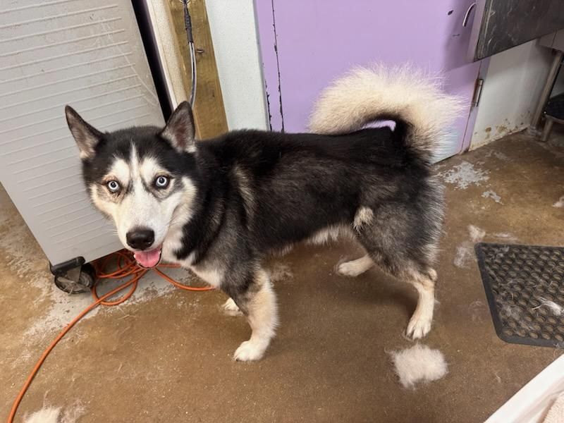 Black-and-white husky standing indoors on a concrete floor, looking at the camera with tongue out.