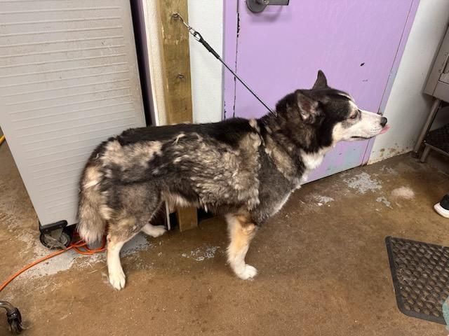 Black-and-white dog standing on a leash beside a purple door on a wet floor