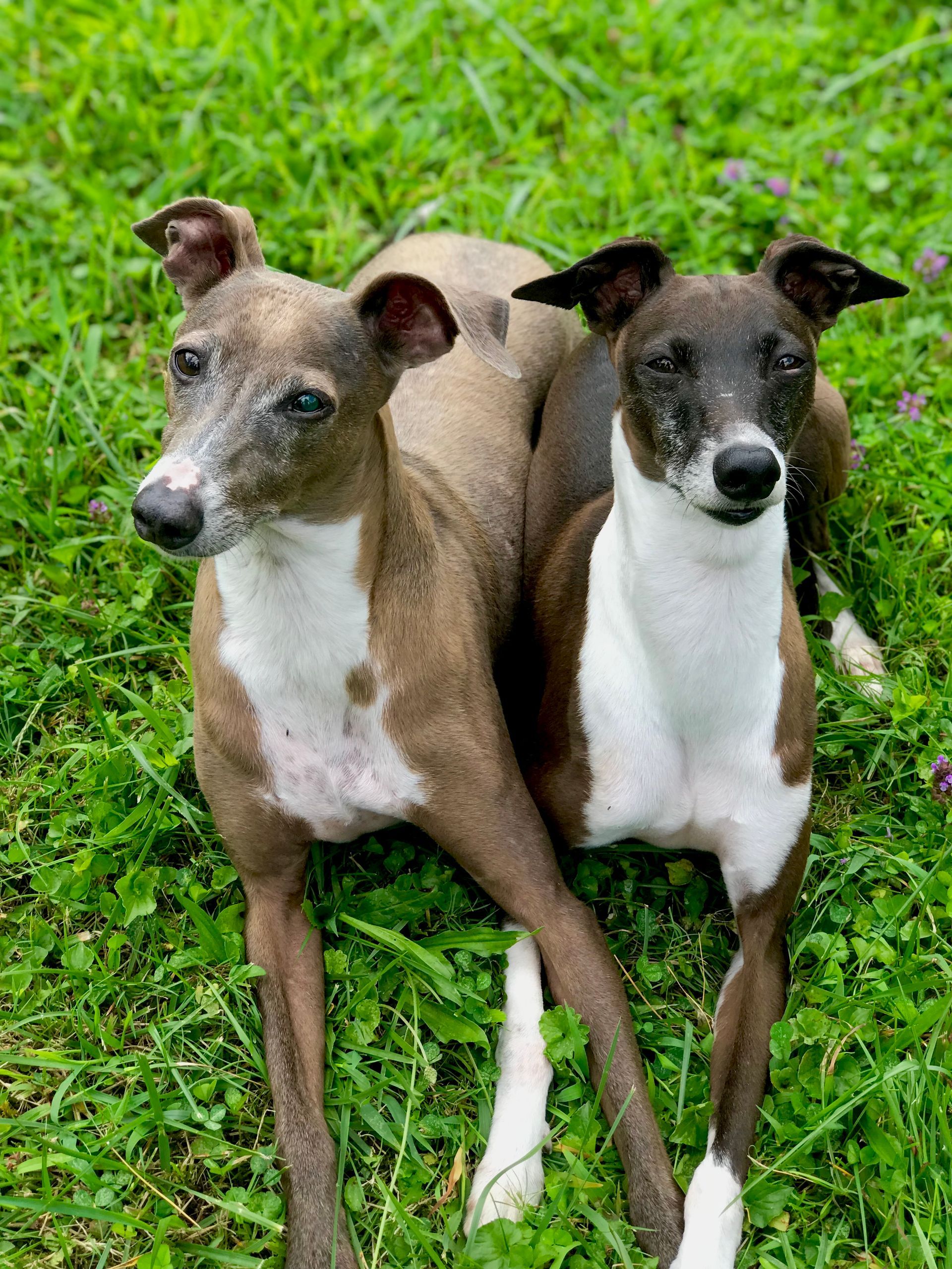 Two grey and white dogs sitting in green grass, looking at the camera.