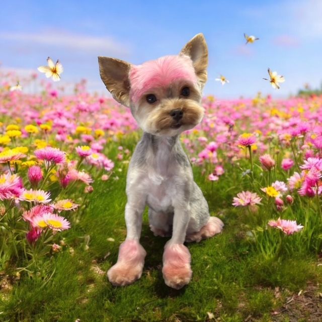 Small dog with pink-dyed ears and paws sitting in a field of pink flowers under a blue sky.
