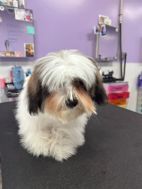 Small fluffy white-and-black dog on a grooming table in a salon, with purple walls and mirrors behind it