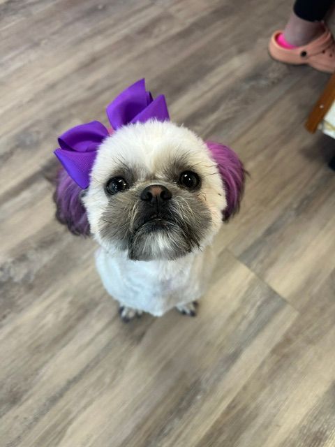 Small fluffy dog wearing a purple bow, looking up on a wood floor.