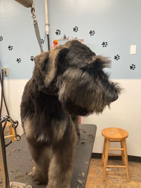Large shaggy dog on a grooming table in a pet salon, facing right with a leash attached.