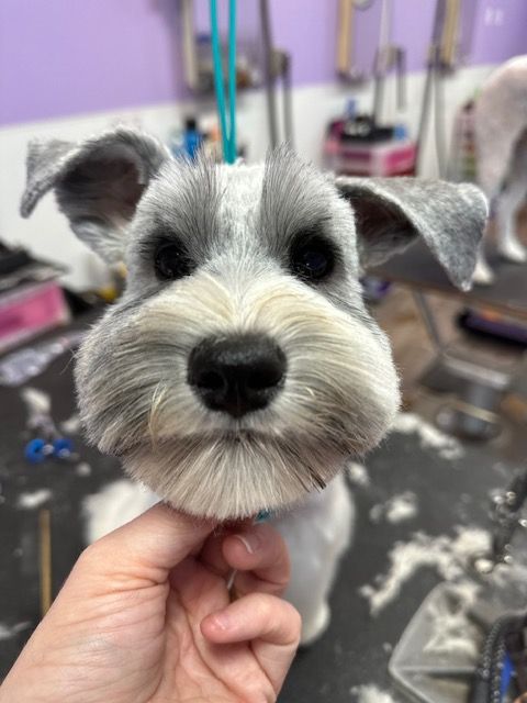 Groomed schnauzer face held in hand, with clipped gray-and-white fur and a black nose in a pet salon.