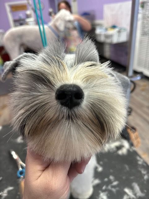 Small fluffy dog with black nose and blue grooming loop in a pet salon