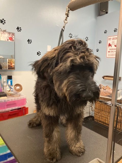 Small shaggy brown dog standing on a grooming table in a pet salon.