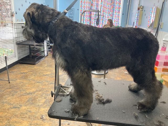 Large black dog standing on a grooming table in a pet salon