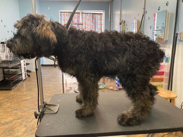 Scruffy brown dog standing on a grooming table in a pet salon