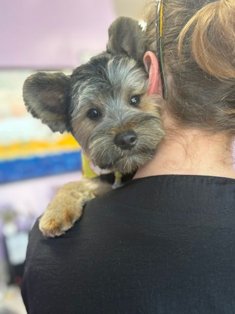 Small gray dog peeks over a person’s shoulder, resting a paw on them indoors.