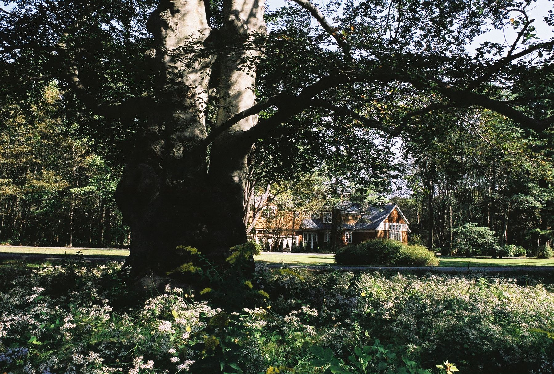 Large tree in front of a house in a garden. Sunlight filters through the leaves onto the vegetation and the house.