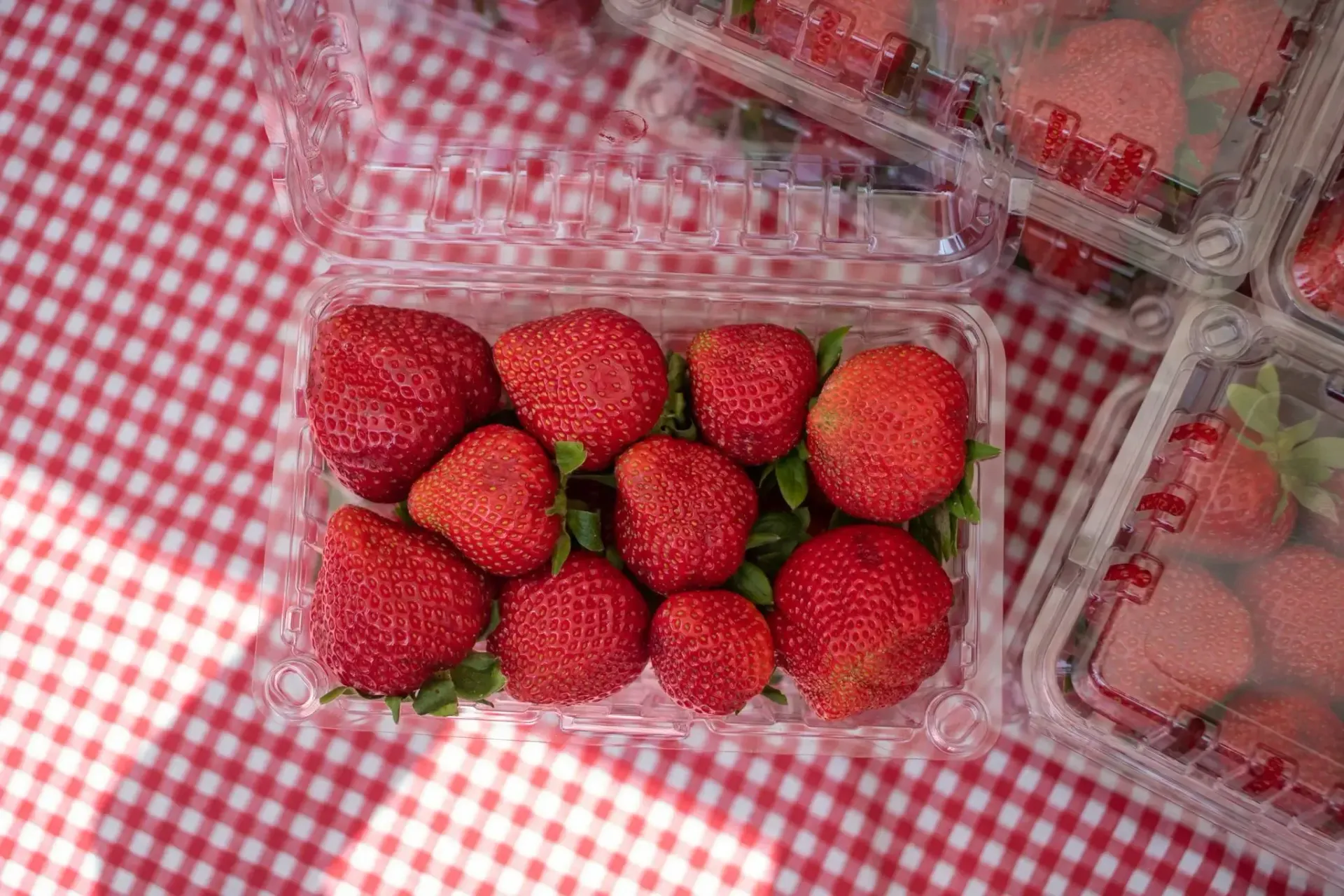 Several plastic containers filled with fresh, bright red strawberries sit on a red and white checkered tablecloth.