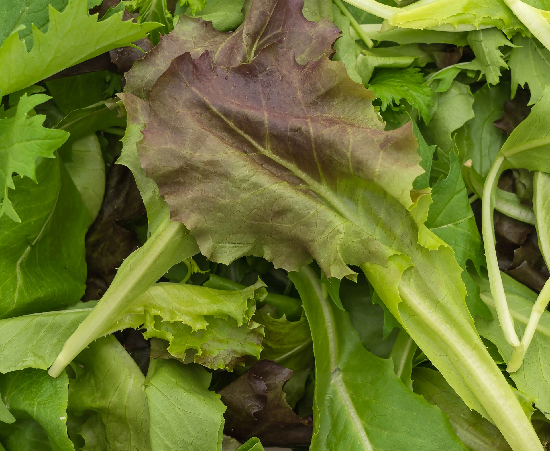 A mix of fresh salad greens, featuring vibrant green leaves and a prominent deep purple lettuce leaf in the center.