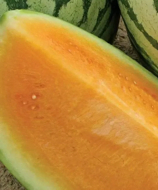 A close-up of a sliced watermelon with vibrant yellow-orange flesh and a green rind.