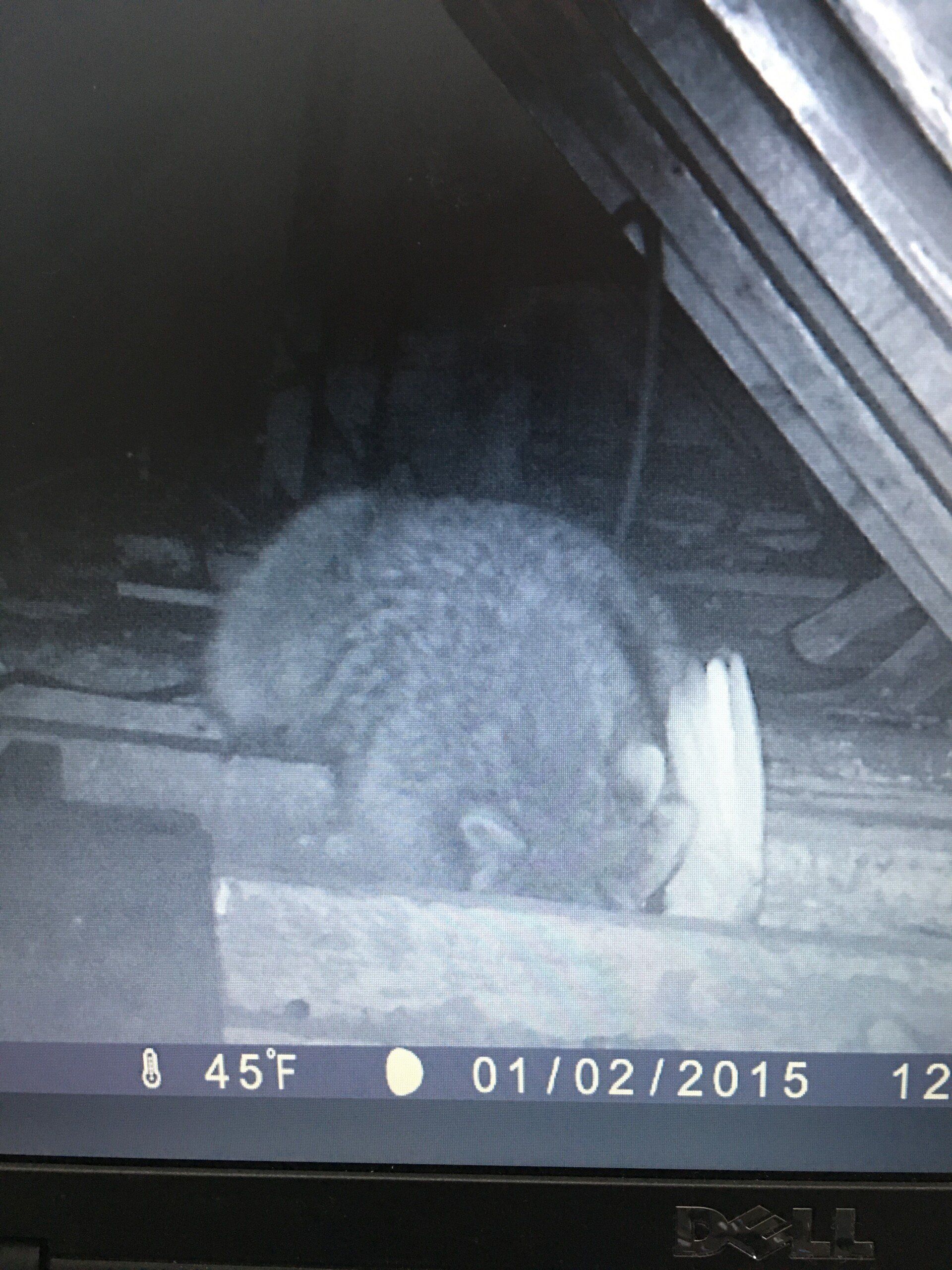 A nocturnal opossum sits with a paw raised on a wooden surface near a structure; the date is 01/02/2015.