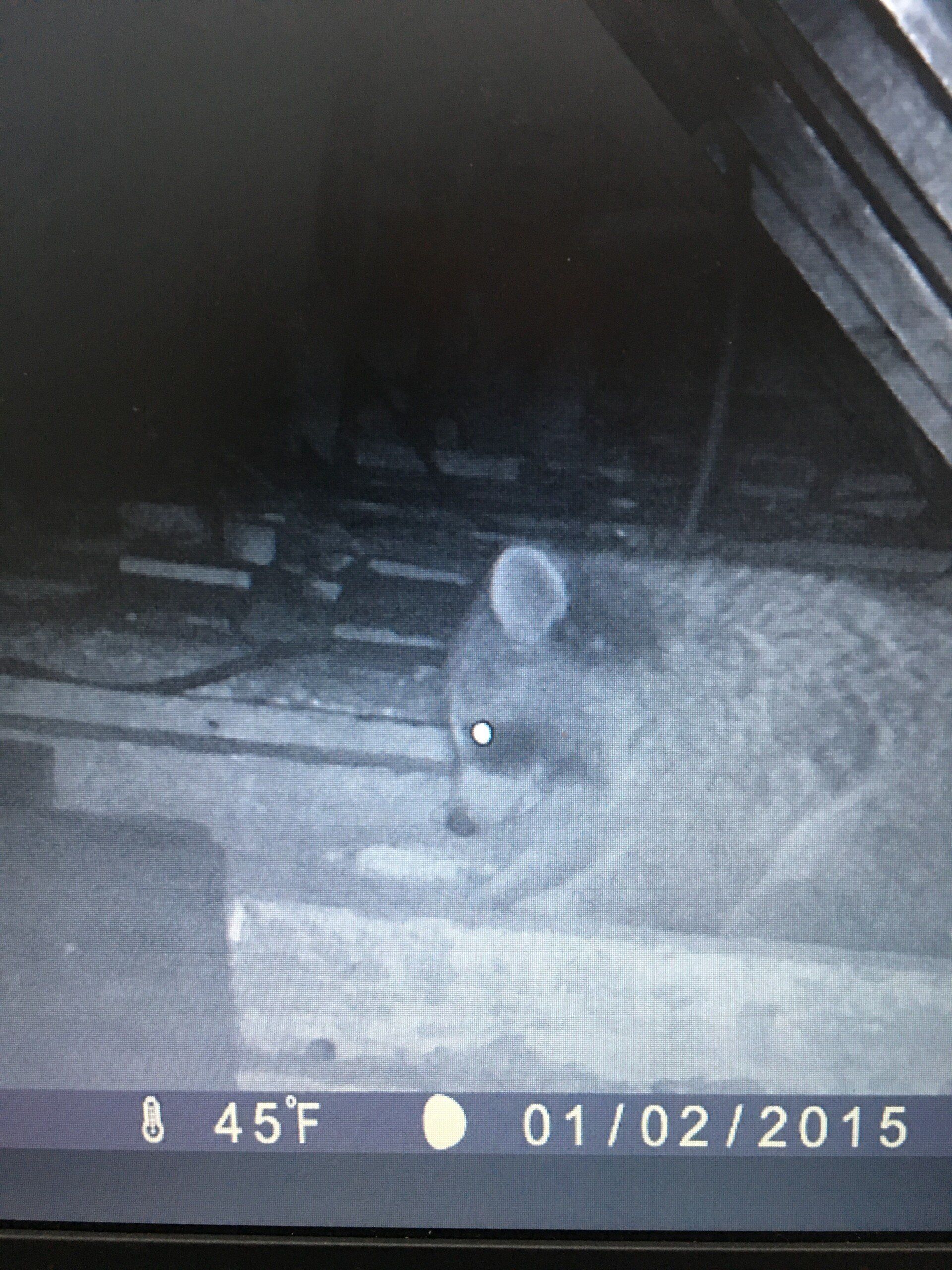 Raccoon on a concrete surface at night. Gray and white fur, looking right. Date: 01/02/2015, 45 degrees Fahrenheit.