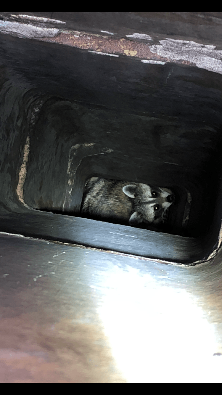 Raccoon trapped inside a dark chimney.