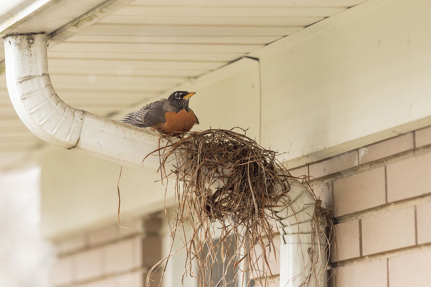 View of a bird above a downspout building a nest in a home, requiring bird removal.