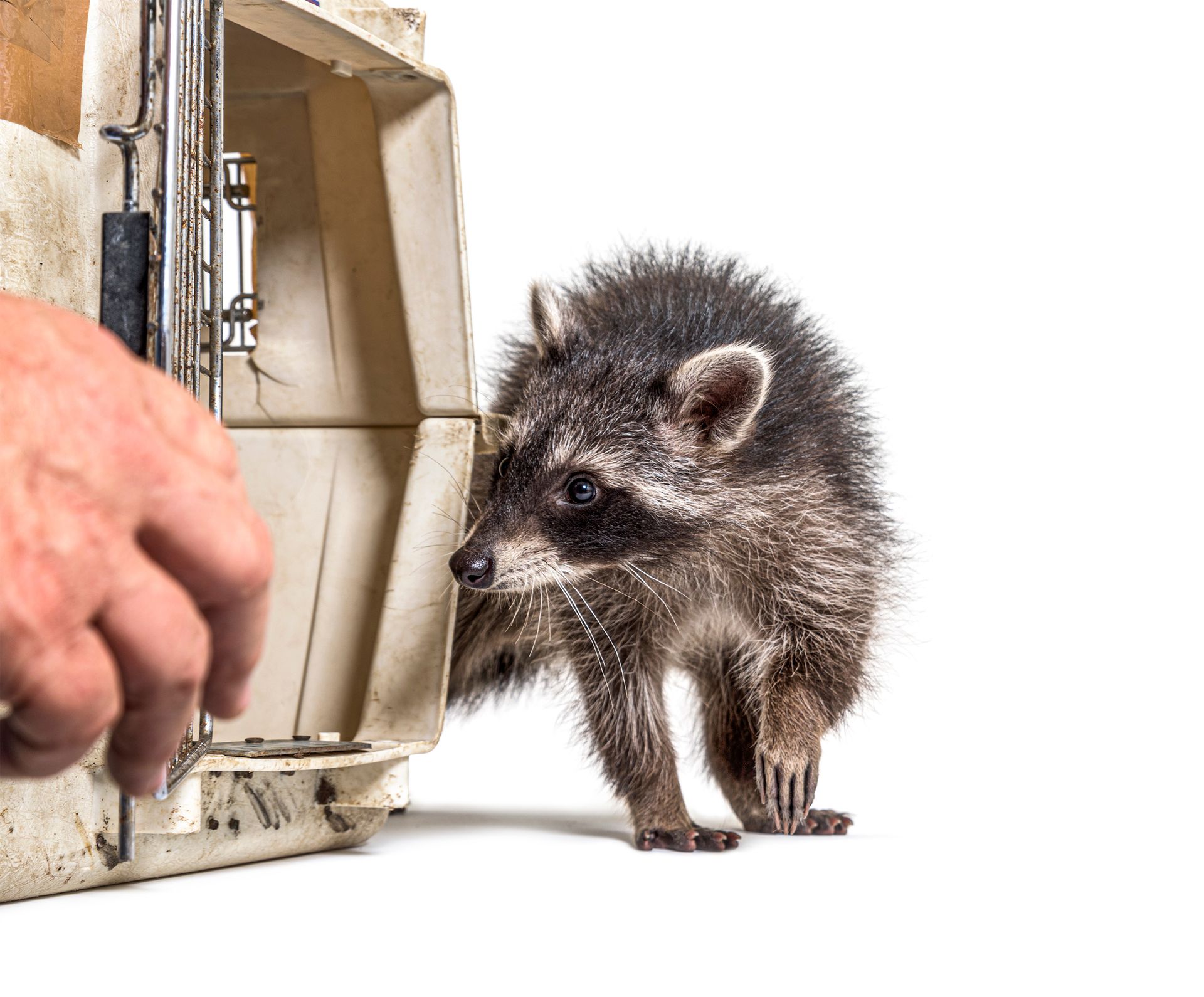 Raccoon emerging from a trap as a hand opens the carrier, showing wildlife control in action. Raccoon emerging from a trap as a hand opens the carrier, showing wildlife control in action.