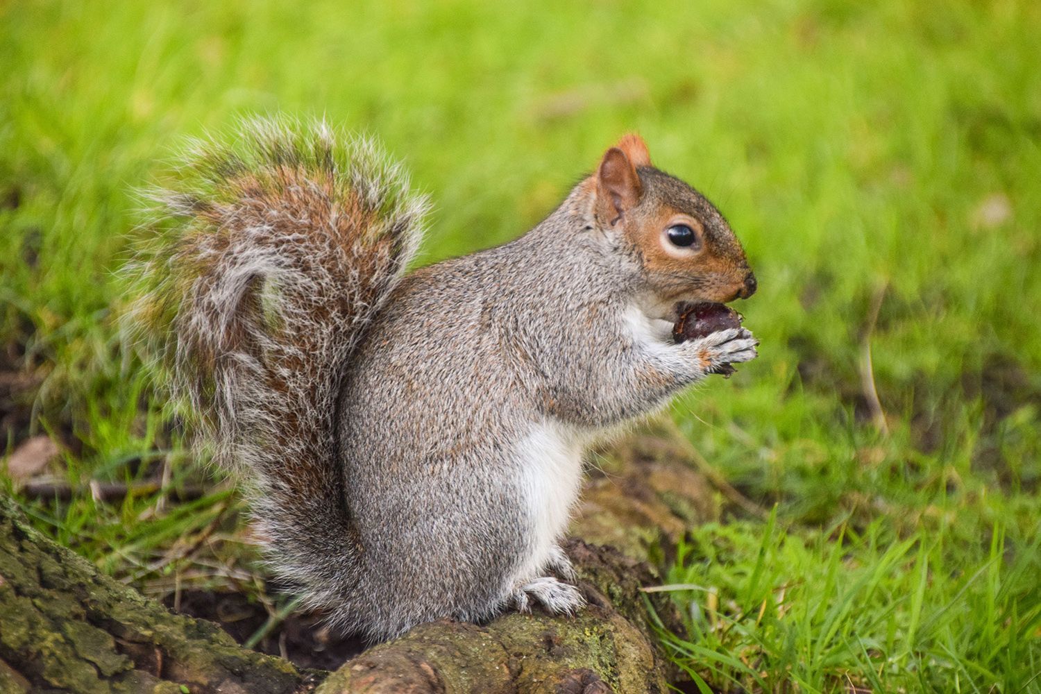 Cute grey squirrel in yard showcasing wildlife animal control in residential outdoor settings. Cute grey squirrel in yard showcasing wildlife animal control in residential outdoor settings.