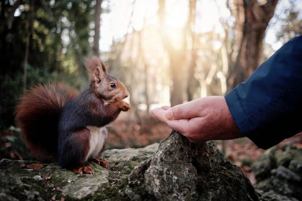 Cropped Hand Feeding Squirrel