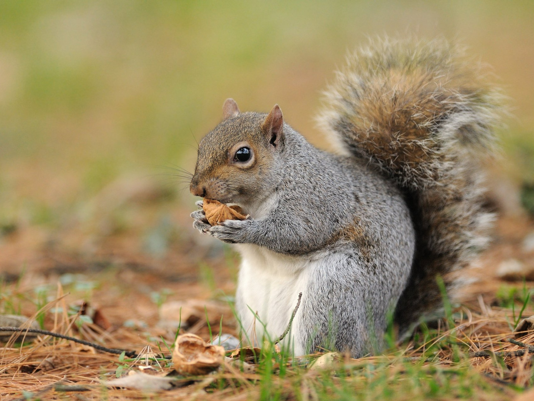 Squirrel — Russel, MA — Acorn Wildlife Solutions