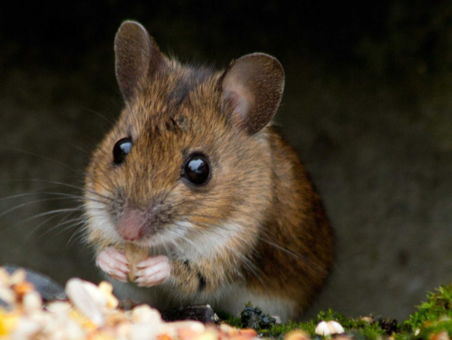 Rodent — Russel, MA — Acorn Wildlife Solutions