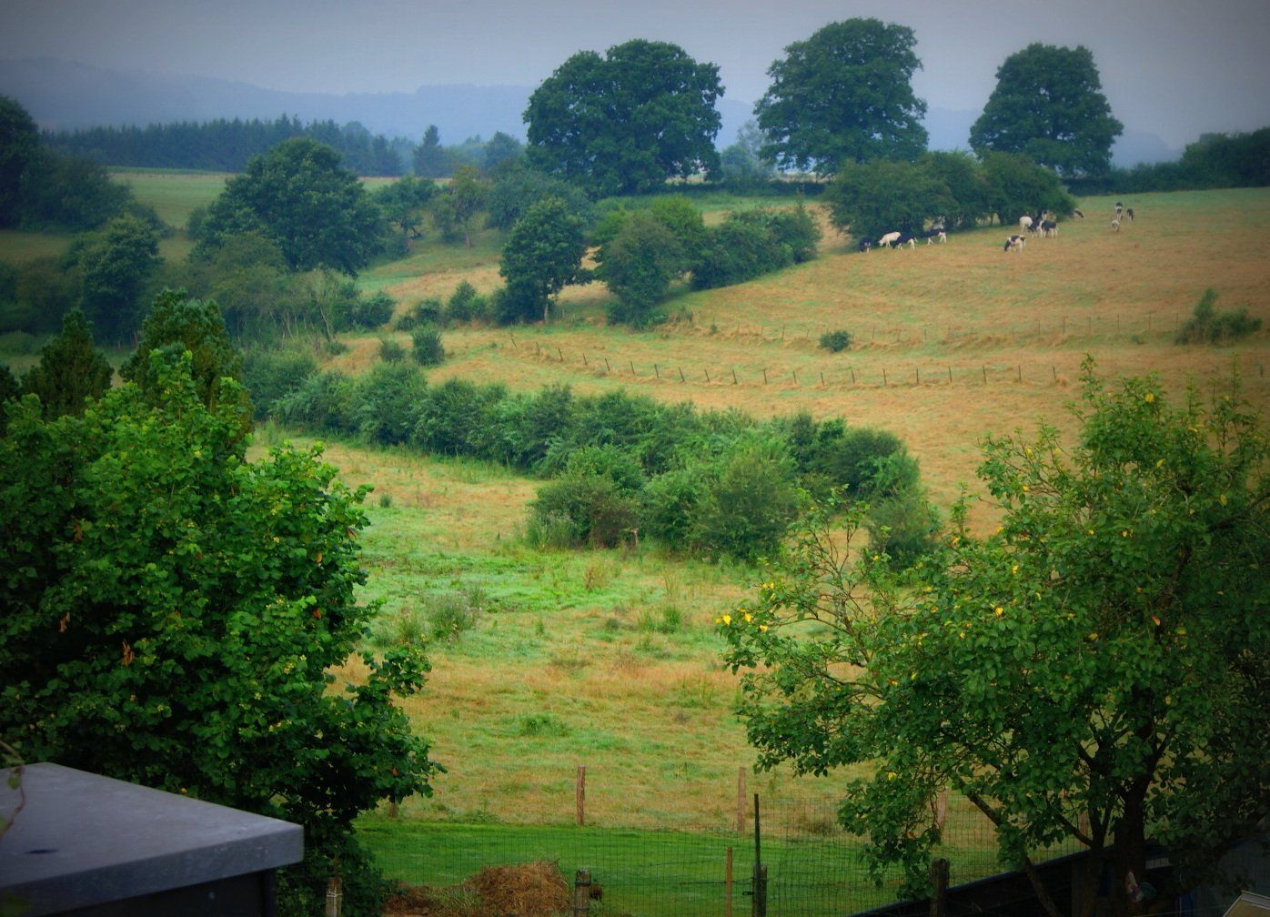 Un champ vert luxuriant avec des arbres et une clôture au premier plan