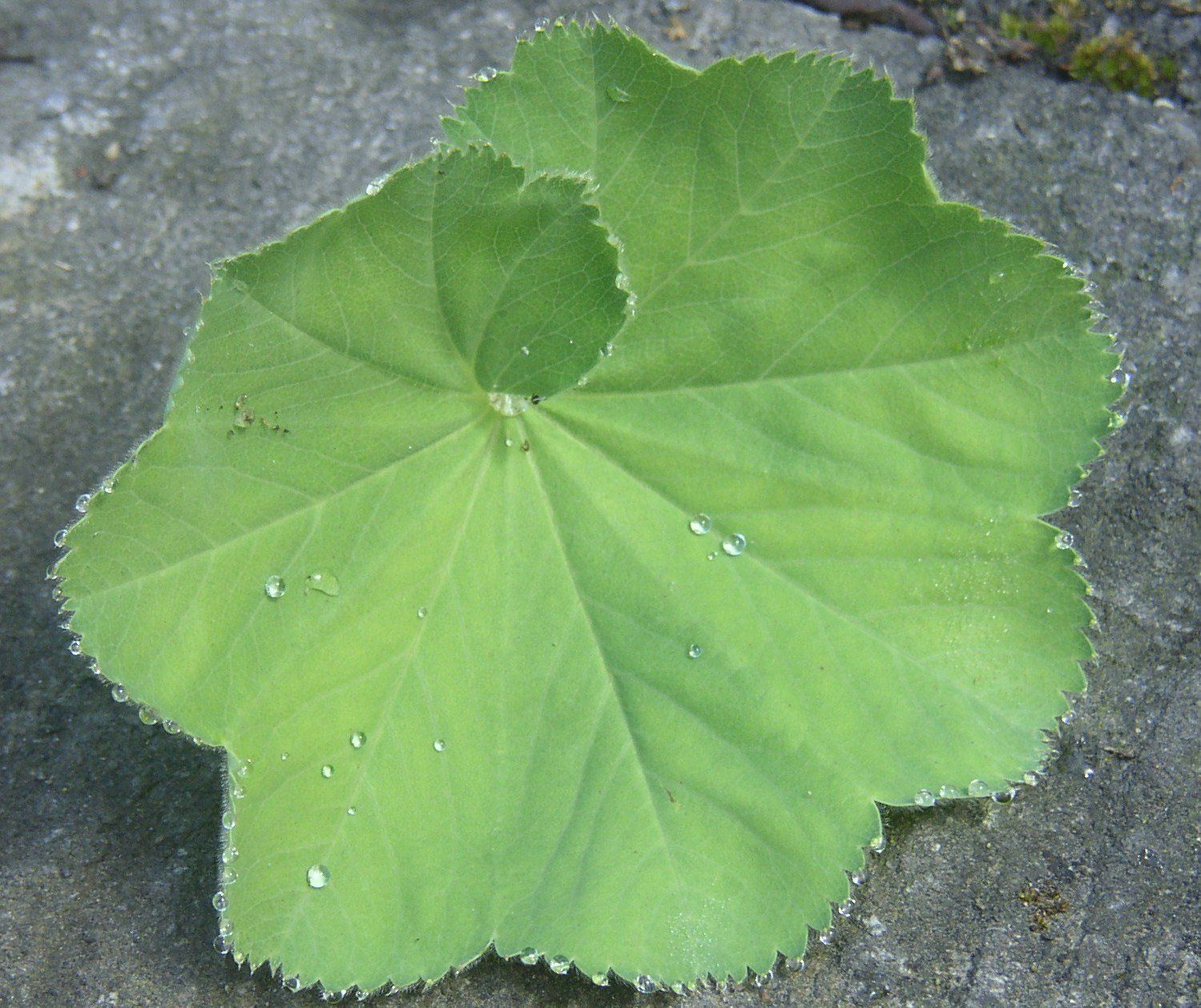 Une feuille verte est posée sur une surface en béton
