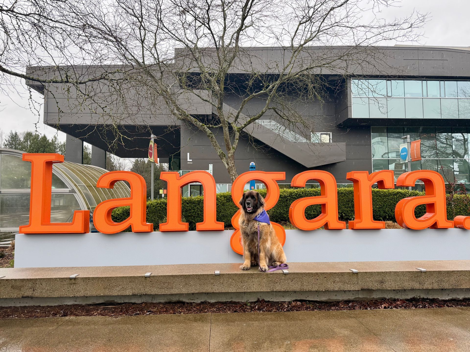 Coco volunteering at Langley Lodge.