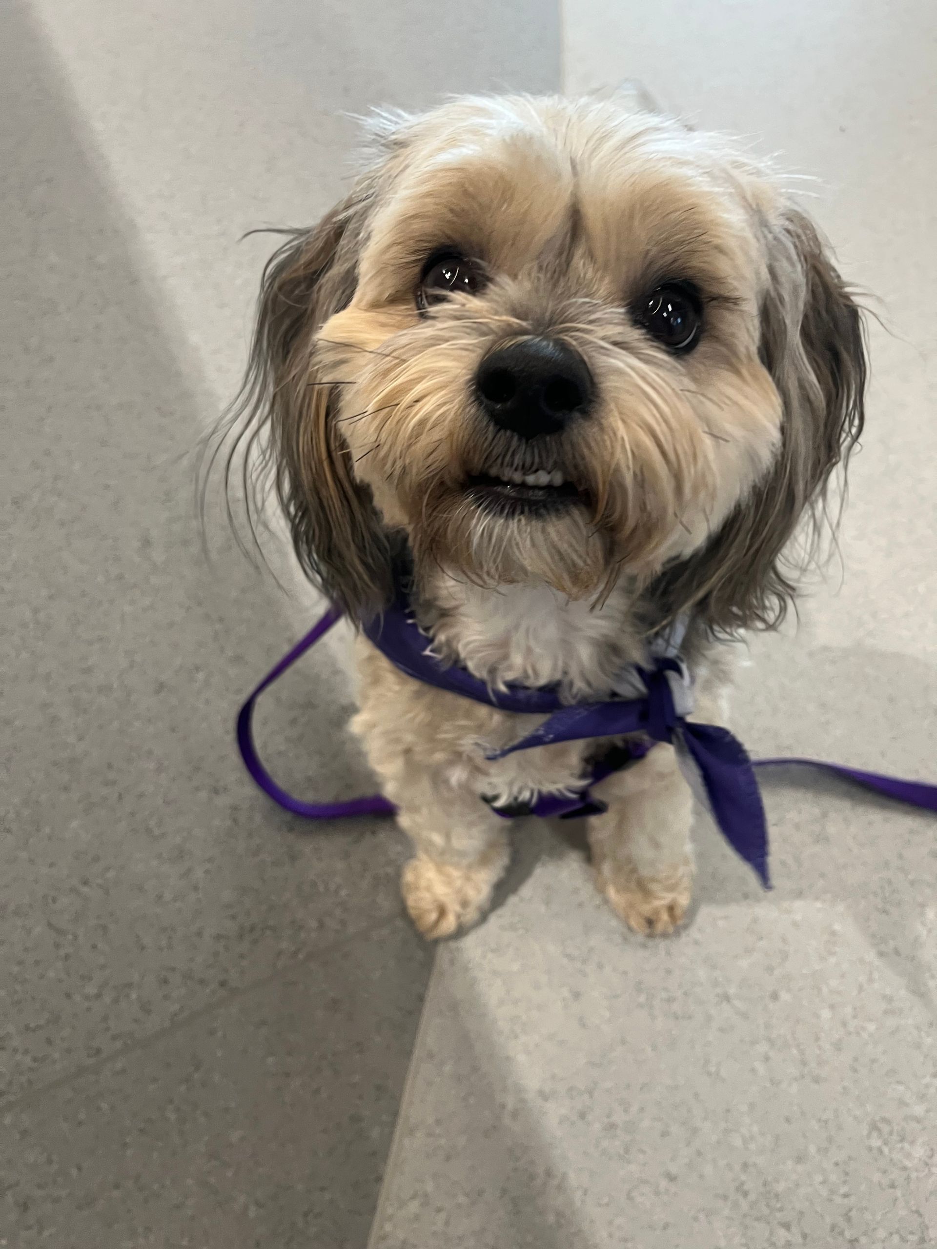 Volunteering at Simon Fraser University