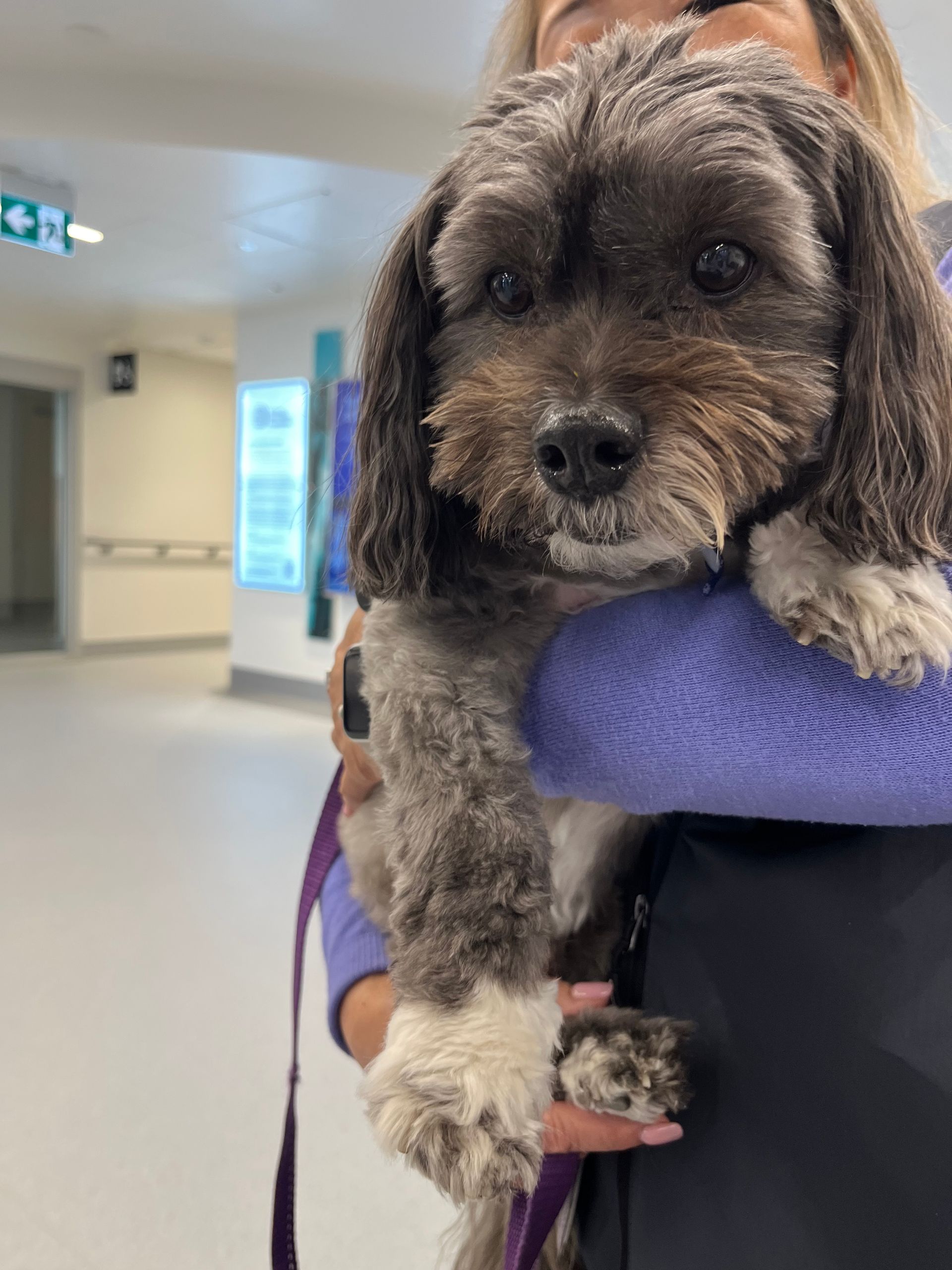 Coco, Daisy, and Carolyn volunteering at Langley Lodge.