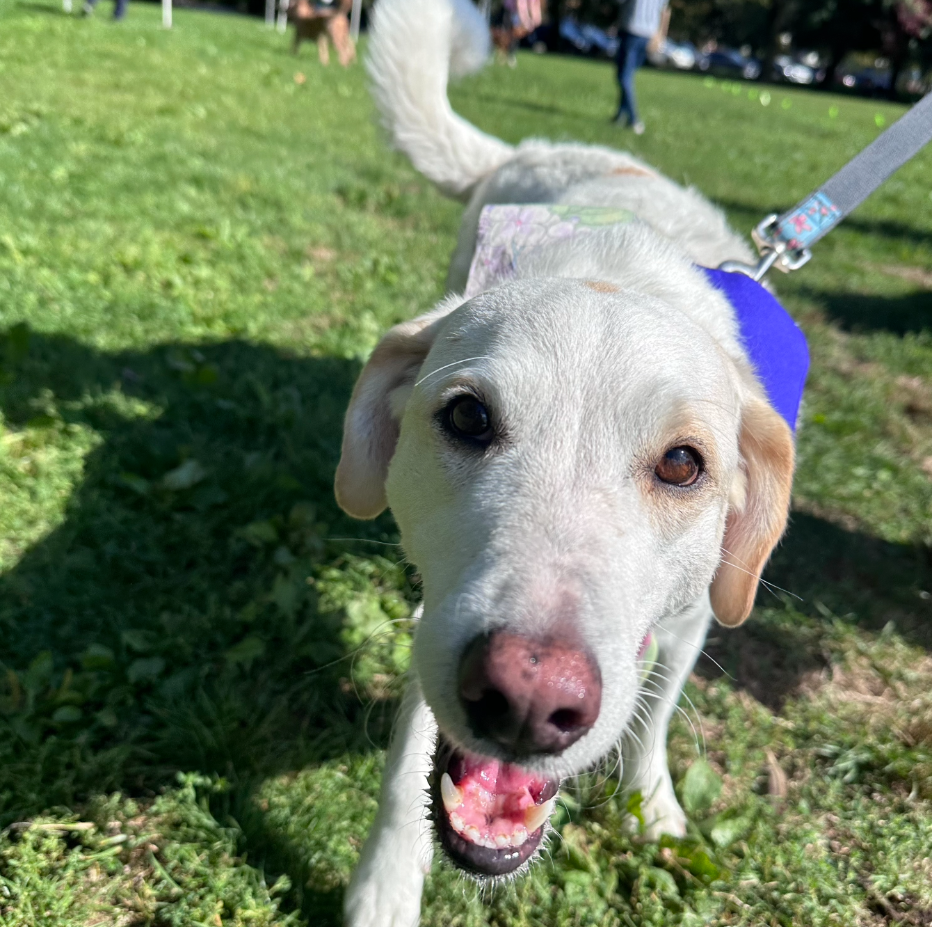 Pets and Friends Volunteer Appreciation Event Sept 2024