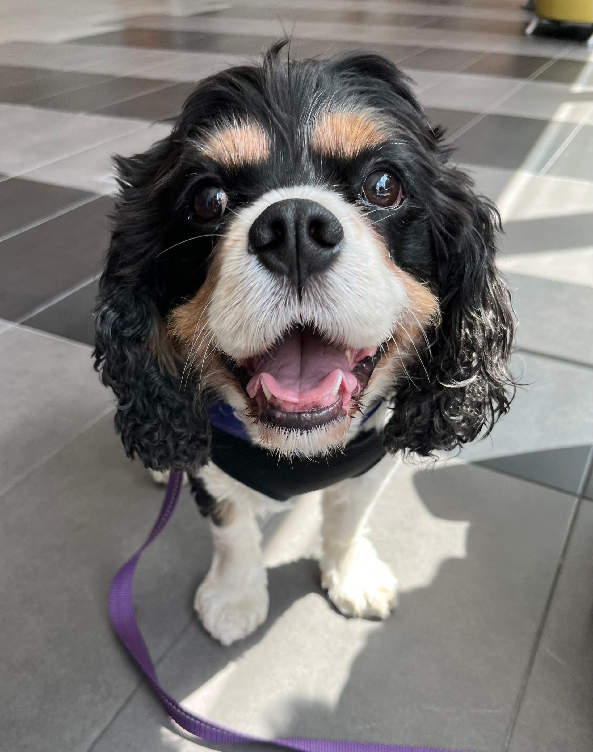 Volunteering at Simon Fraser University