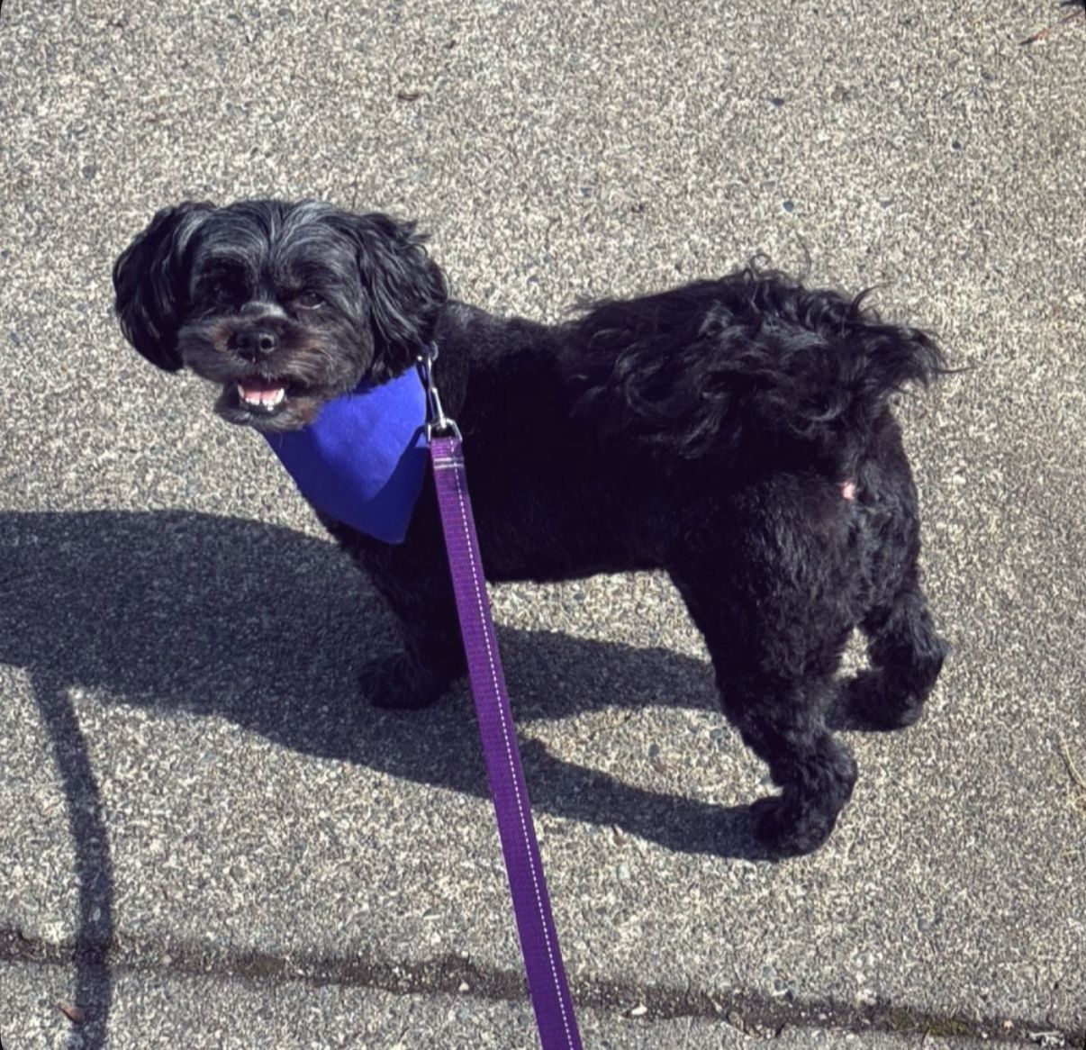 Coco volunteering at Langley Lodge.