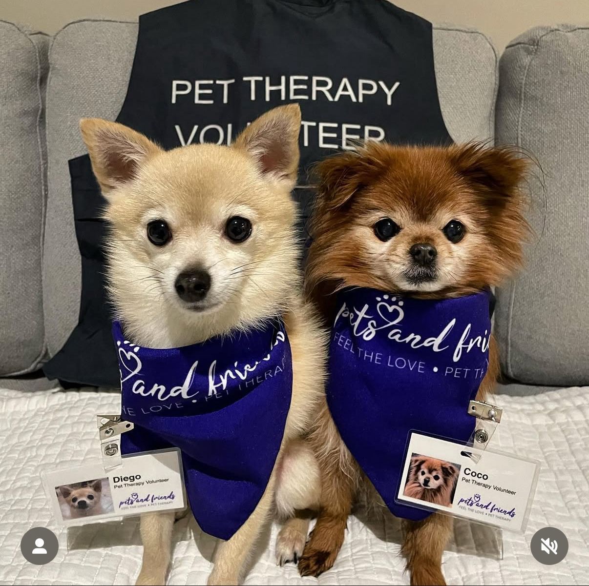 Coco, Daisy, and Carolyn volunteering at Langley Lodge.