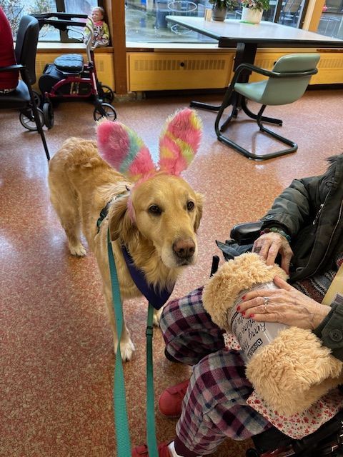 Daisy with rabbit ears at Easter at Langley Lodge.