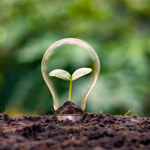 lightbulb in earth with plant symbolising sustainability