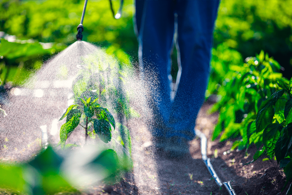 Uma pessoa está pulverizando plantas em um jardim com um pulverizador.