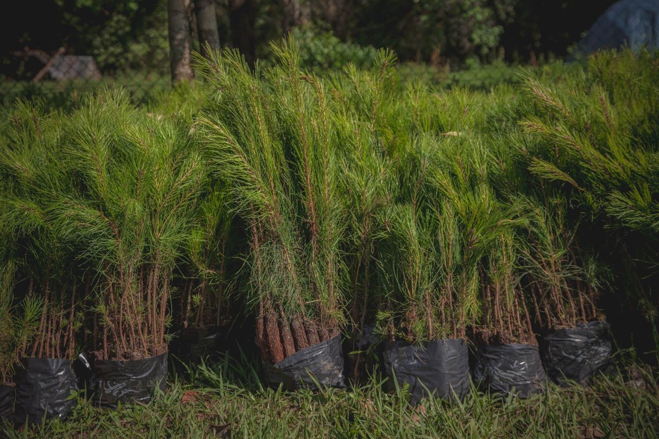 Uma fileira de vasos de plantas no topo de um campo verdejante.