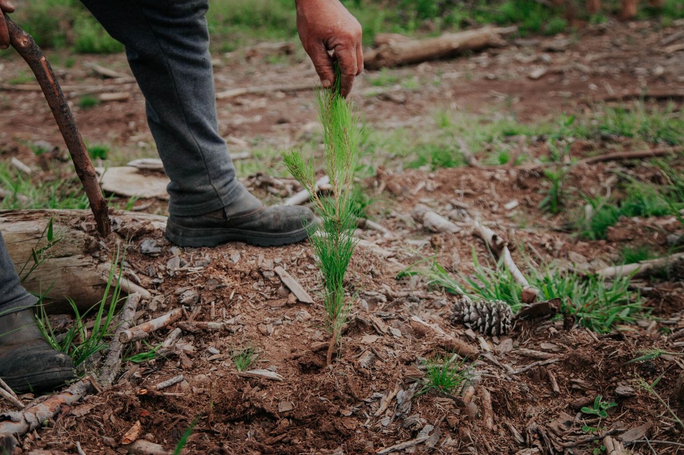 Uma pessoa está plantando uma pequena árvore no chão.