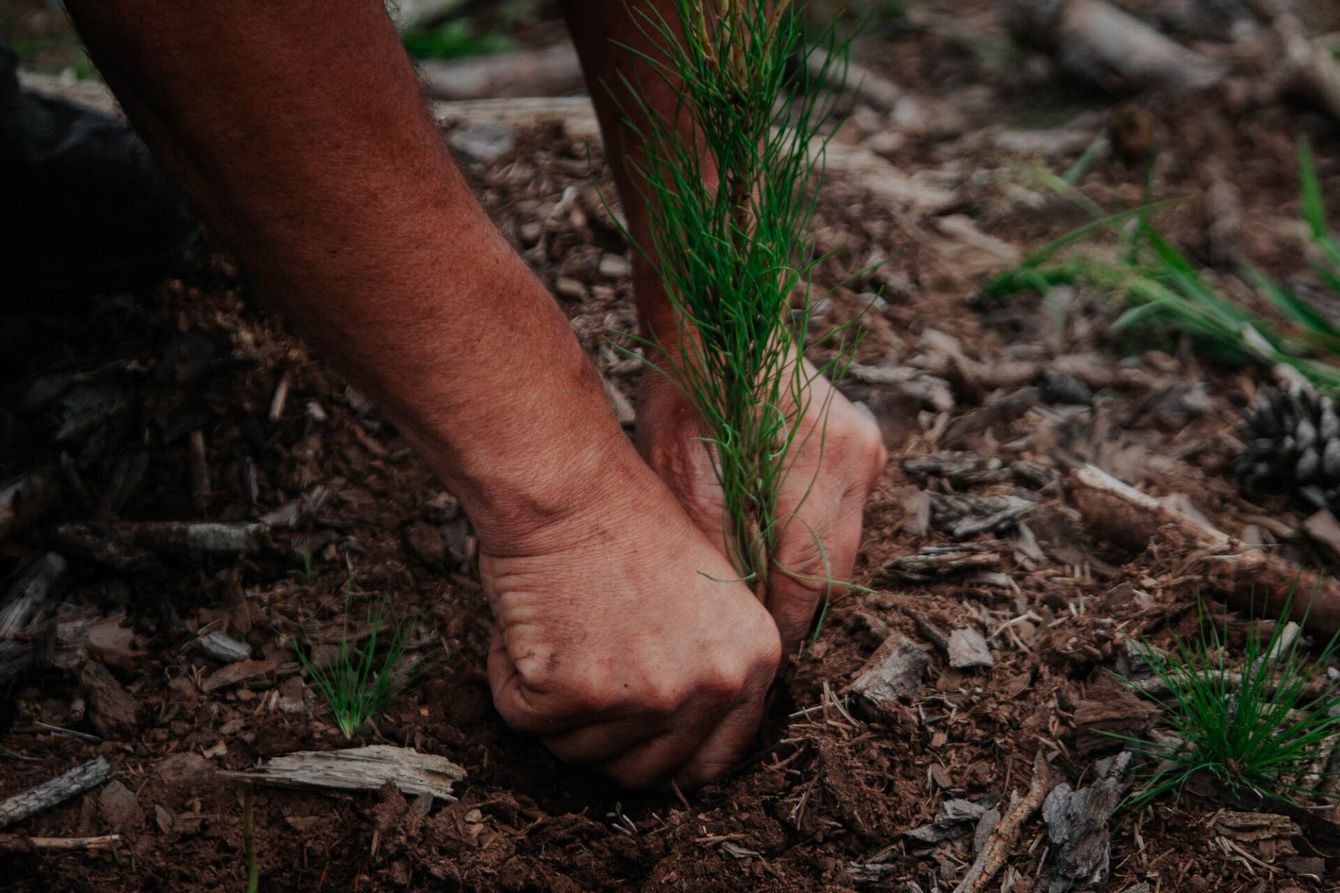 Uma pessoa está plantando uma pequena árvore no chão.