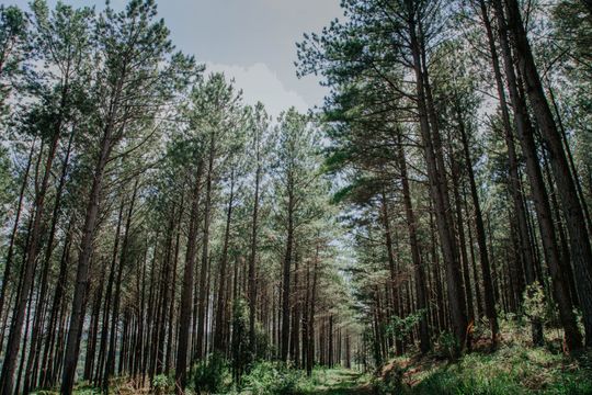 Uma floresta com muitas árvores e um caminho que passa por ela