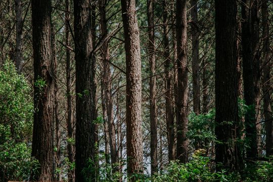 Uma floresta cheia de muitas árvores e arbustos