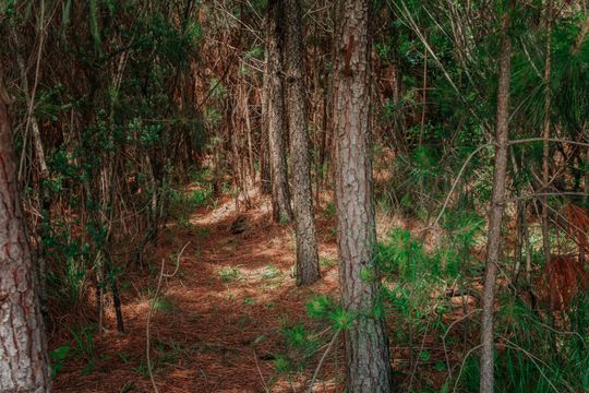 Um caminho no meio de uma floresta rodeada de árvores e agulhas de pinheiro.