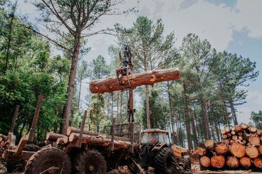 Um trator carrega toras em uma floresta.